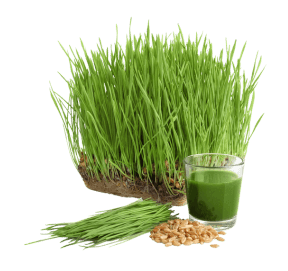 wheatgrass juice